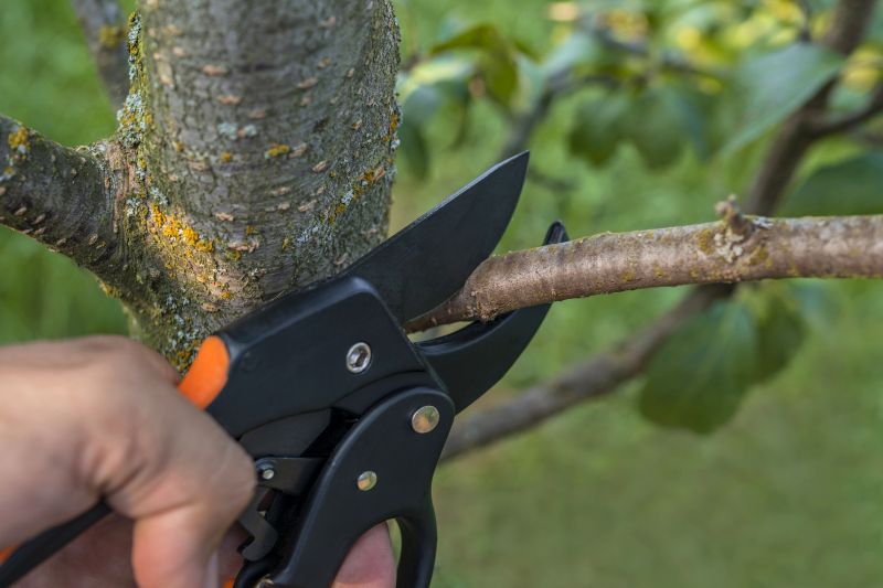 Hickory Tree Removal in Reno, NV